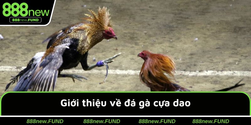 Khái quát sơ lược về chuyên mục đấu chiến kê cựa dao