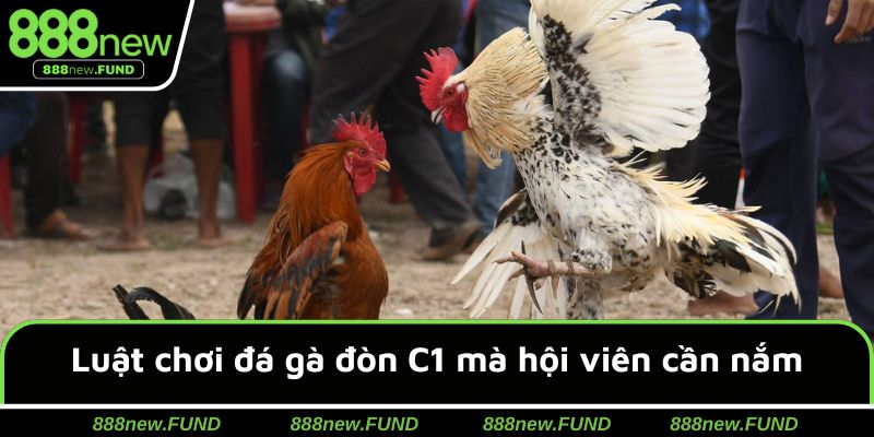 Luật chinh phục đấu chiến kê C1 cho hội viên