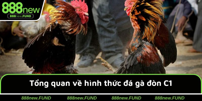 Khái quát về chuyên mục đấu gà đòn C1