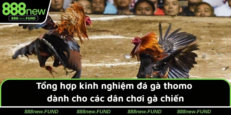 Tổng hợp kinh nghiệm đá gà thomo dành cho các dân chơi gà chiến